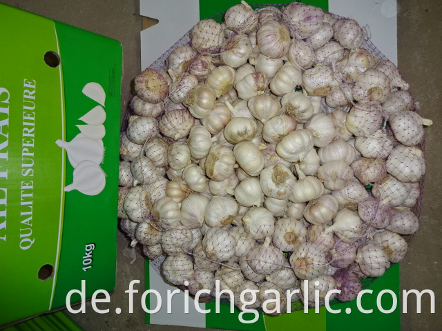 Best Quality Fresh Garlic 2019